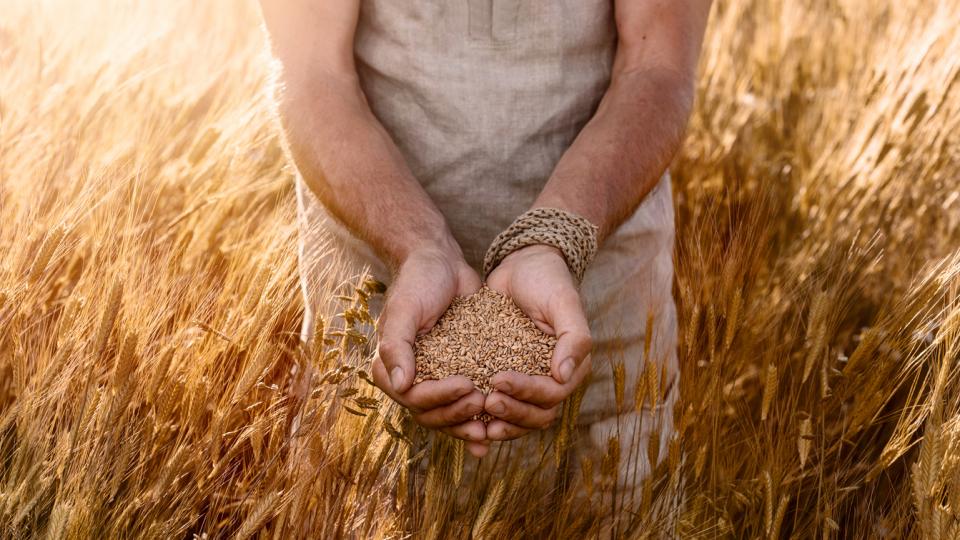 лимец зърнена култура здравословно