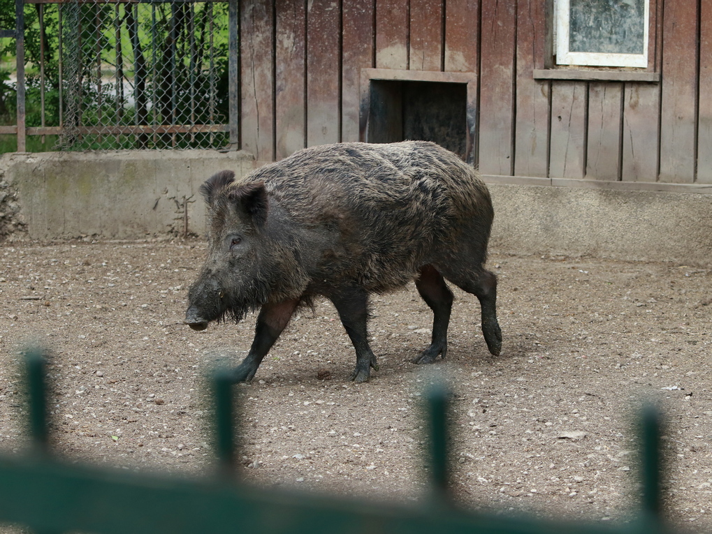 <p>Зоологическа градина &ndash; София</p>