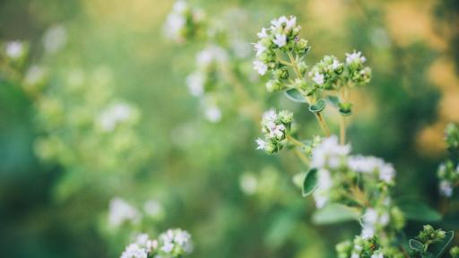  Лечебните свойства на билката бяло подъбиче 