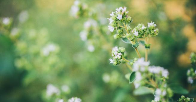 Любопитно Лечебните свойства на билката бяло подъбиче Вижте за какво