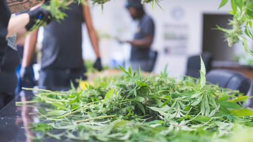  Спецакция във Врачанско, разрушиха две наркооранжерии 