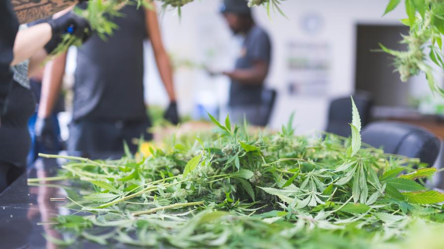  Спецакция във Врачанско, разрушиха две наркооранжерии 