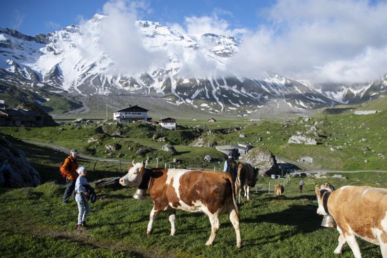 крави швейцария алпииски алпи апийски лятна паша ливади сирене мляко
