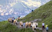 Вековната традиция, с която швейцарските фермери се грижат за алпийския пейзаж (ВИДЕО)
