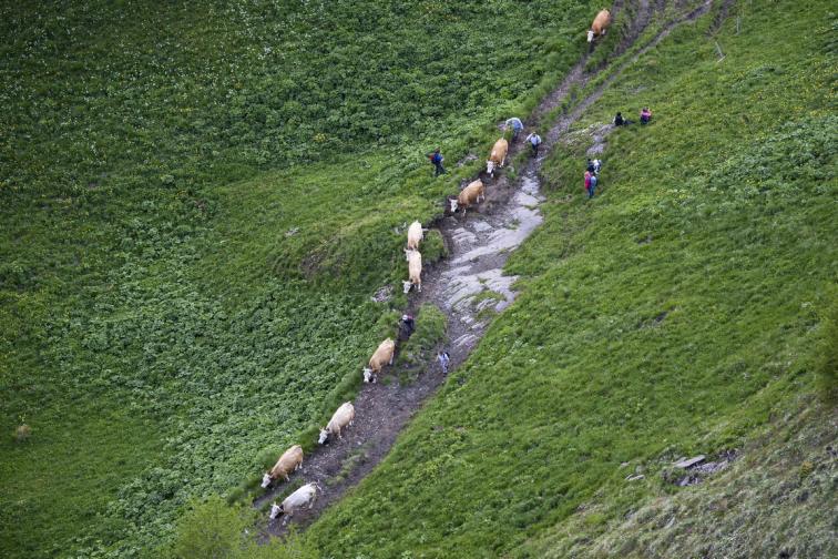 крави швейцария алпииски алпи апийски лятна паша ливади сирене мляко