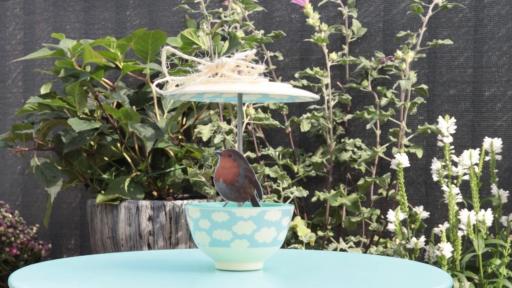  Как да си създадем хранилка за птици 