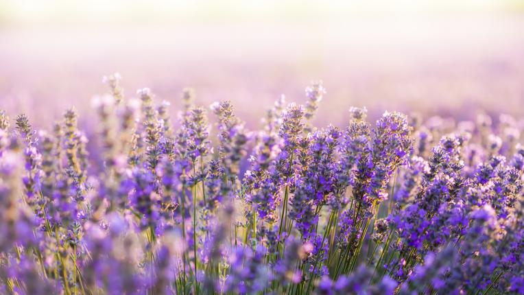  4-те най-силни билки против косопад 