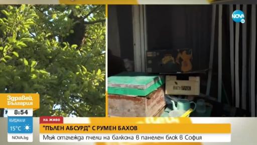  Пълен парадокс, комшия отглежда кошери на балкона 