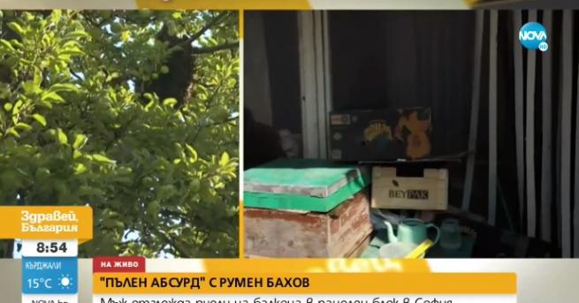 България Пълен абсурд съсед отглежда кошери на балкона Пчелите дори