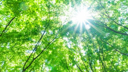  Изгубената гора - ключът за схващане на климатичните промени 