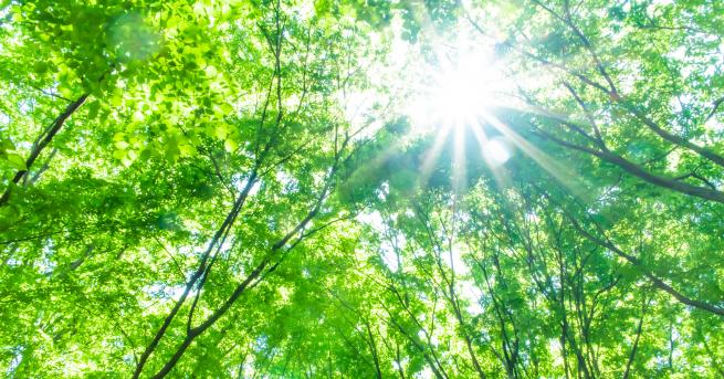 Любопитно Изгубената гора ключът за разбиране на климатичните промени