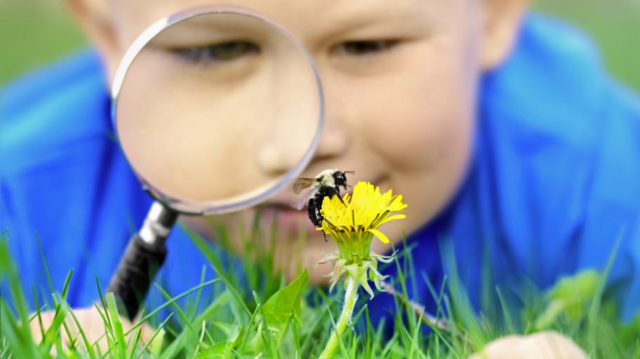 Как пчелите помагат на детския имунитет