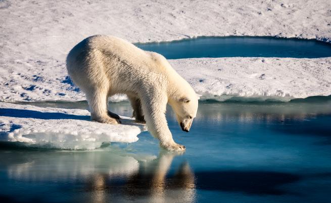 Тревожно: Полярните мечки може да изчезнат до края на века