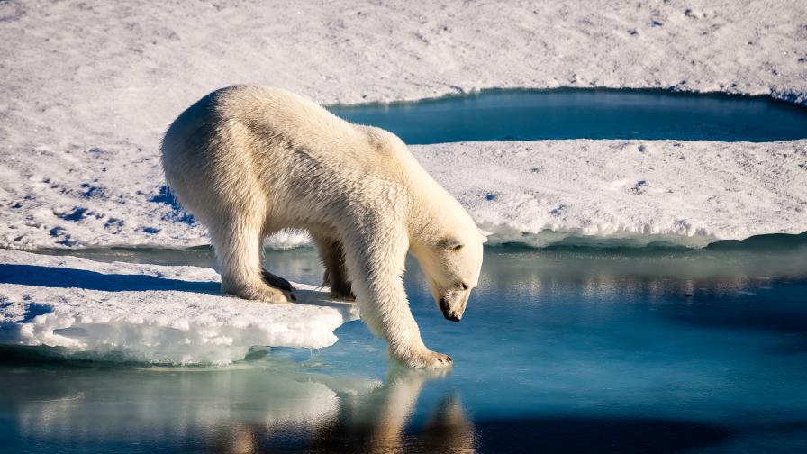 Тревожно: Полярните мечки може да изчезнат до края на века
