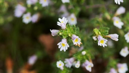  Билката, която оказва помощ при проблеми с очите 