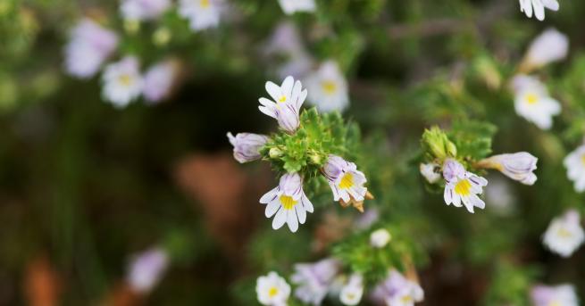 Любопитно Билката която помага при проблеми с очите Ето кои