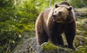  Какво прави Камчатка съвършения дом за кафявите мечки 