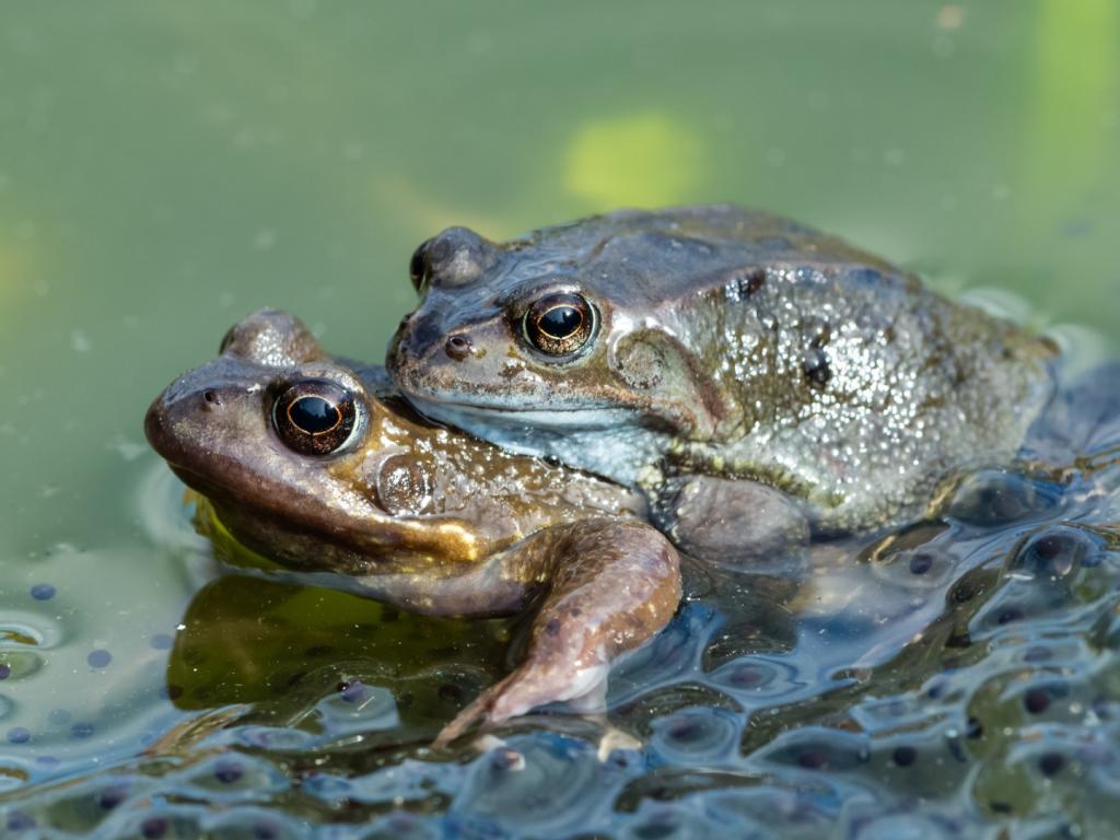 Женските жаби имитират собствената си смърт като уникална стратегия с