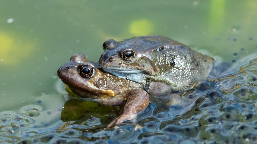 жаби чифтосване жаба