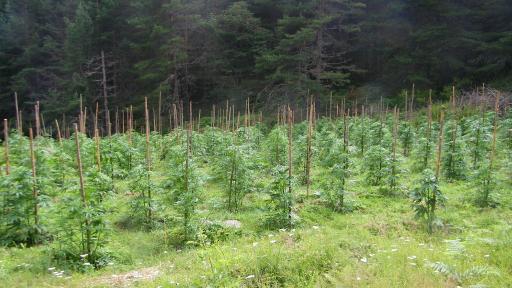  Акция: Откриха и унищожиха близо 4,5 тона канабис 