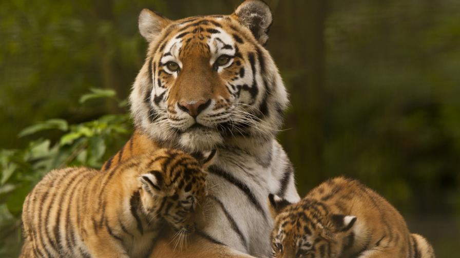 Как се чифтосват сибирските тигри