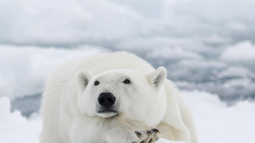 Глобална катастрофа: Как изкопаемите горива вредят на полярните мечки?