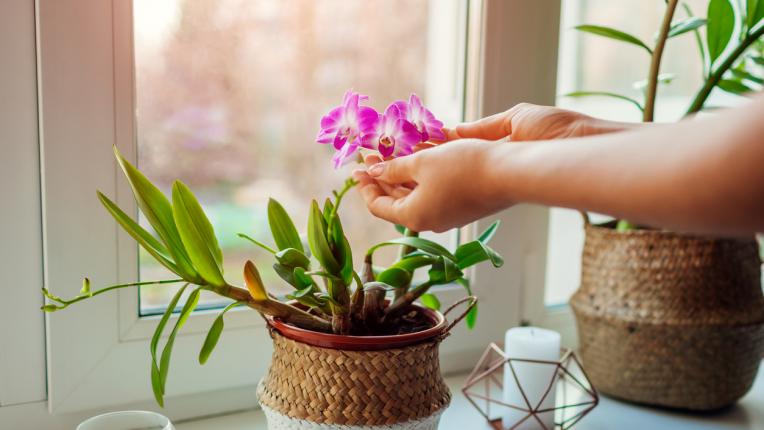 10 причини да отглеждаме орхидеи вкъщи