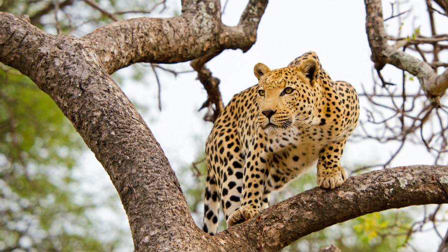Земята за леопарда - последното убежище за най-застрашените големи котки в света
