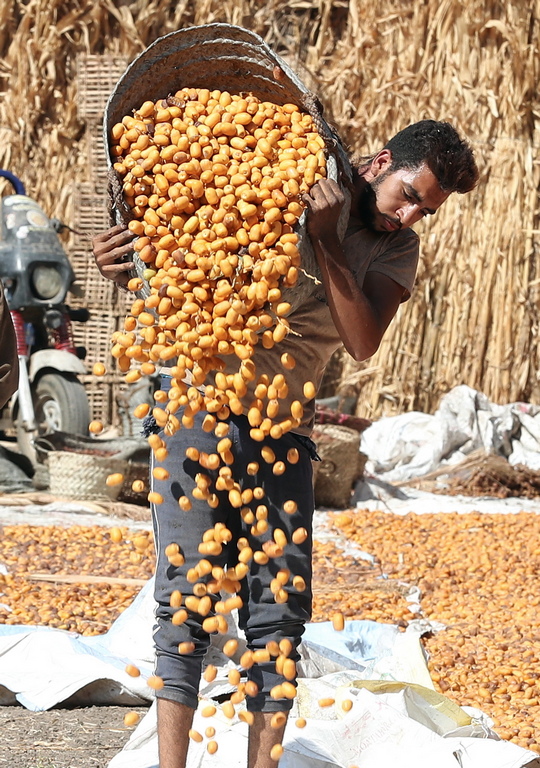 <p>Започна сезона за прибиране на реколтата от фурми в село Дашур, Гиза, Египет</p>