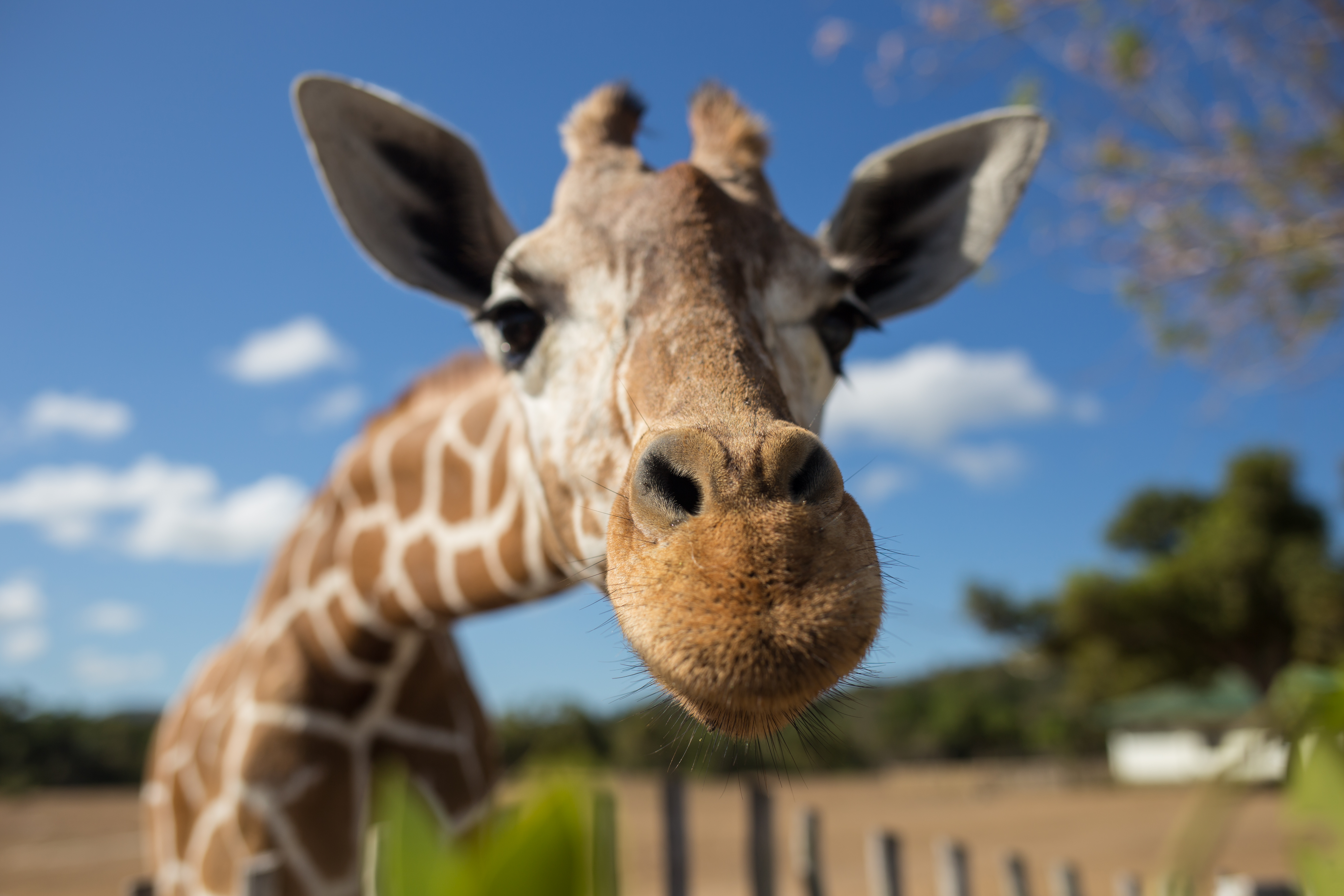 <p><strong>Жираф</strong></p>

<p>Жирафите имат период на бременност от 13 до 14 месеца. Майката ражда бебетата си права.</p>