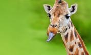 Жираф грабна малко дете от камион по време на обиколка из дивата природа (СНИМКИ)