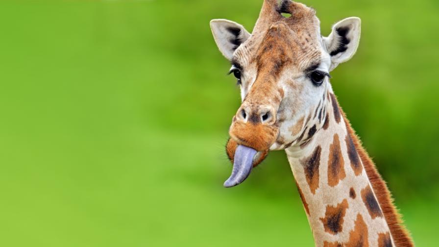 <p>Жираф грабна малко дете по време на обиколка из дивата природа (СНИМКИ)</p>