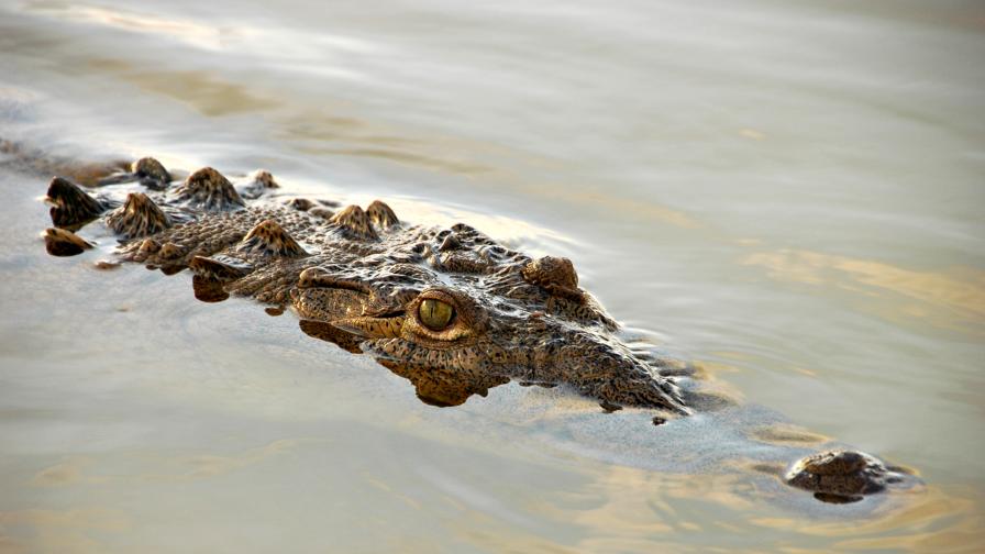 белиз крокодил