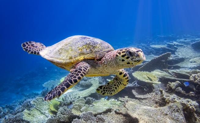 Учени: Новоизлюпените морски костенурки във Флорида са предимно женски (ВИДЕО)