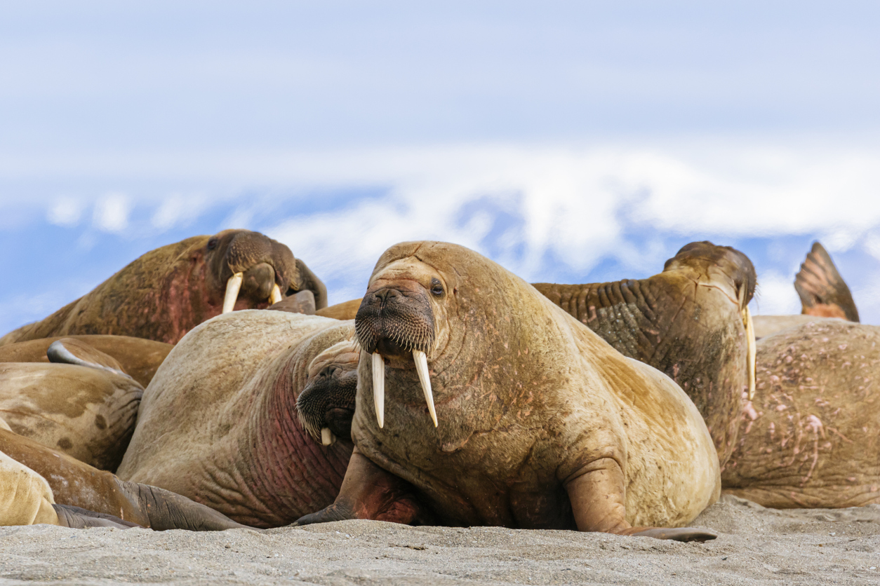 <p><strong>1. Моржовете могат да тежат повече от 1 тон</strong></p>

<p>Има два основни подвида моржове - тихоокеански морж и атлантически морж. Мъжките тихоокеански моржове могат да достигнат до 3.6 метра дължина и тегло повече от 1500 кг.&nbsp;</p>
