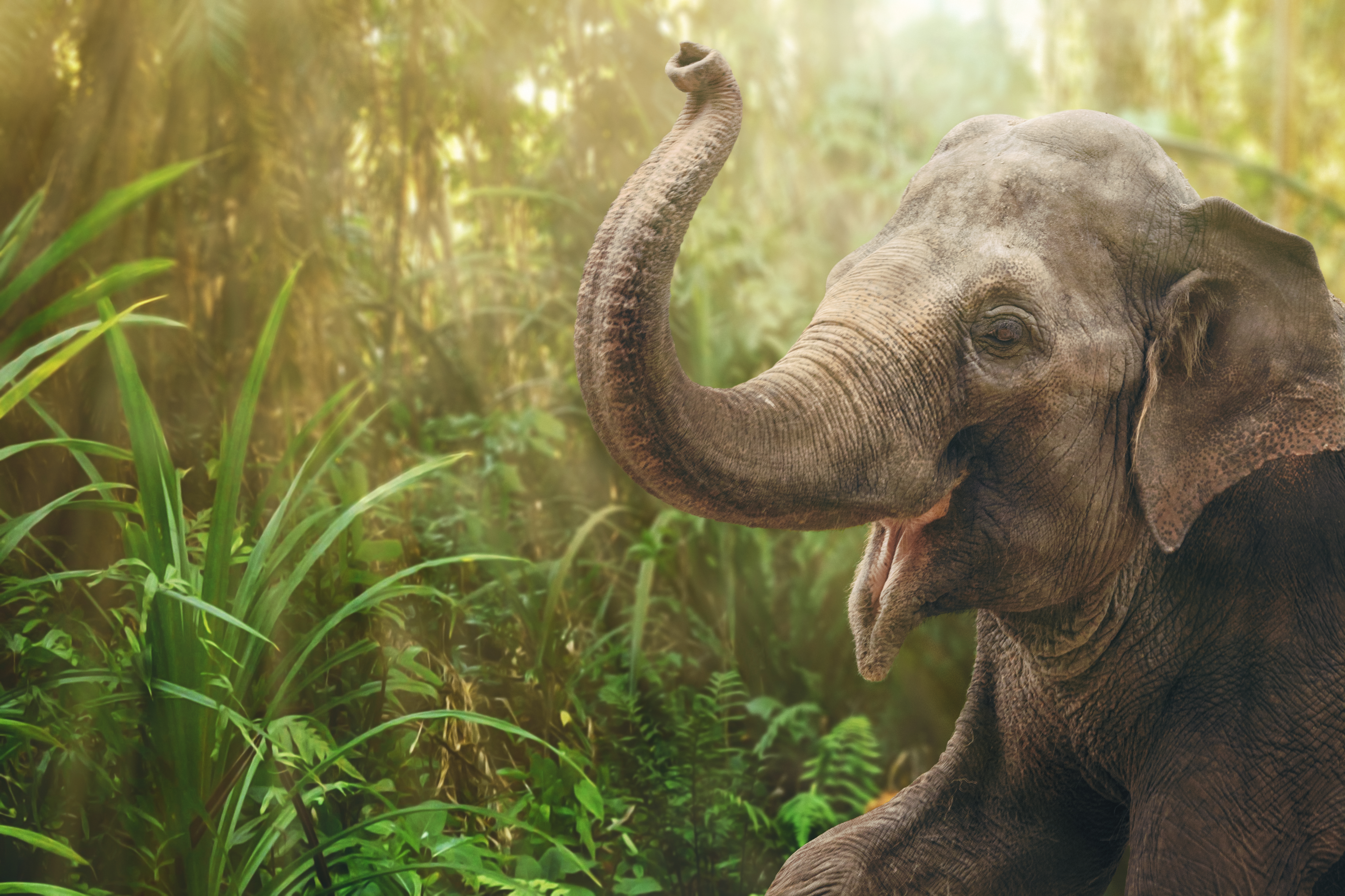 <p><strong>Слон</strong><br />
Слоновете са едни от най-устойчивите животни. Повече от 300 вида обитават по Земята в продължение на 55 милиона години. Смята се, че първият известен вид е голям колкото прасе и е живял в блата.</p>