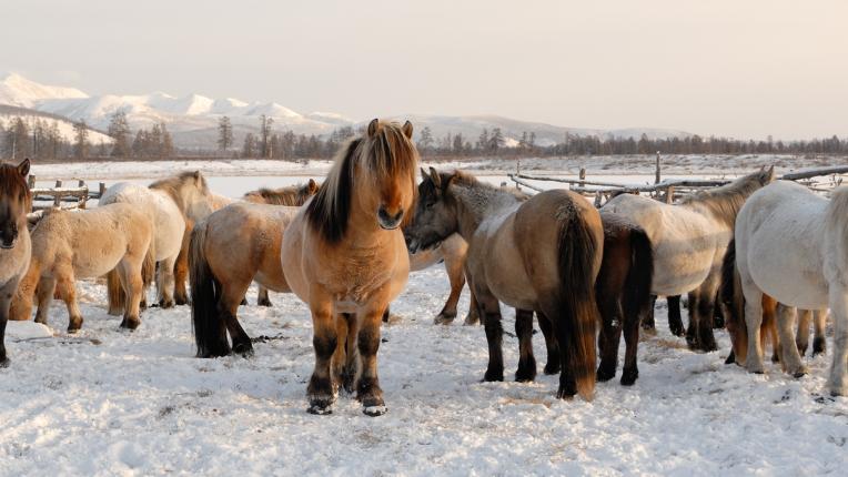  Как наподобява най-студеният град в света? 