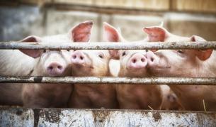 <p>Плъхове, прасета и пилета - ключът към справяне с COVID-19</p>