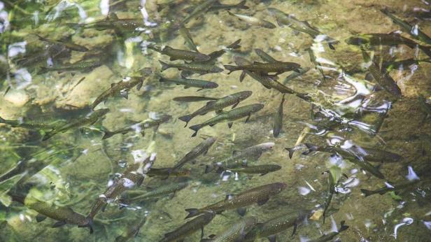 Спад на световните запаси от мигриращи сладководни риби
