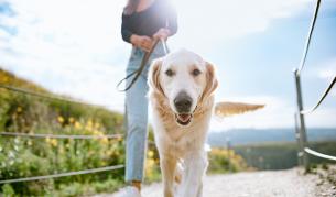 Как кучетата могат да помогнат в битката с COVID-19