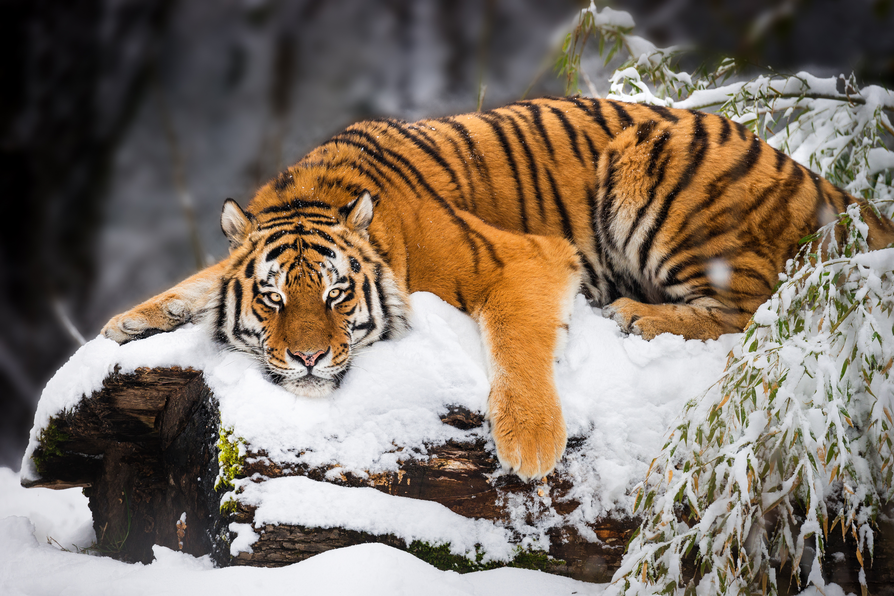 <p><strong>Сибирски тигър</strong></p>

<p>Сибирският тигър е най-голямата котка откривана в света. Сибирският тигър е наричан още &bdquo;амурски тигър&ldquo;, &bdquo;манджурски тигър&ldquo;, &bdquo;корейски тигър&ldquo; и &bdquo;усурски тигър&ldquo; в зависимост от региона, в който се намира този вид. &nbsp;Достига тегло до 650 килограма. Този вид тигър може да се намери в брезовата гора на Русия и Далечния Изток, Китай и Корея.&nbsp;</p>

<p>Изчезването на този вид се дължи на ловът, който се упражнява от хората. При подробно преброяване са открити общо 562 диви сибирски тигри в Русия. Този вид е абсолютно незаконен за ловуване.&nbsp;</p>