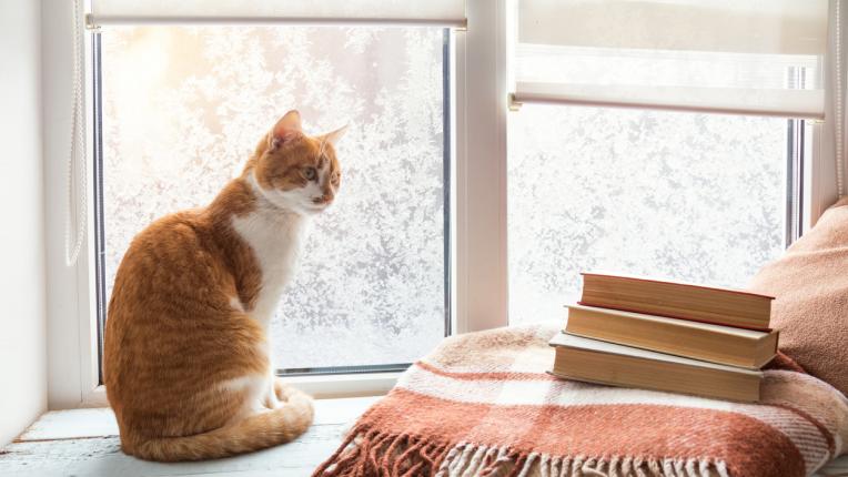  Идеи за нареждане на книги и украса на библиотеката вкъщи 