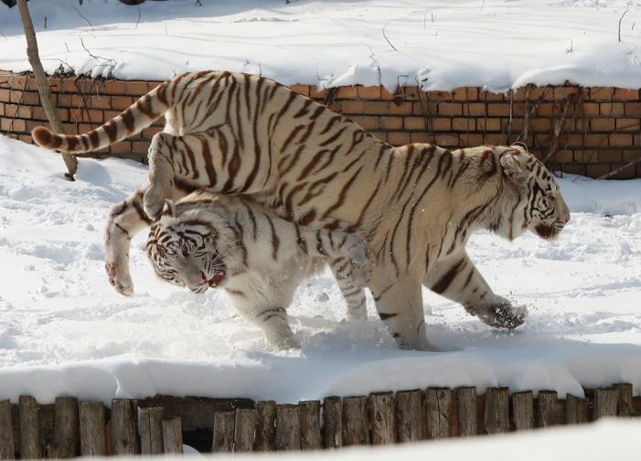 зима зоопарк зоологическа тигър