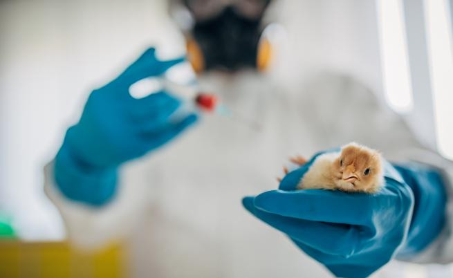 Две ефикасни ваксини срещу птичи грип са тествани в Нидерландия