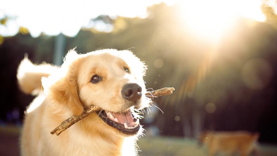 Как да подходите приятелски към непознати кучета