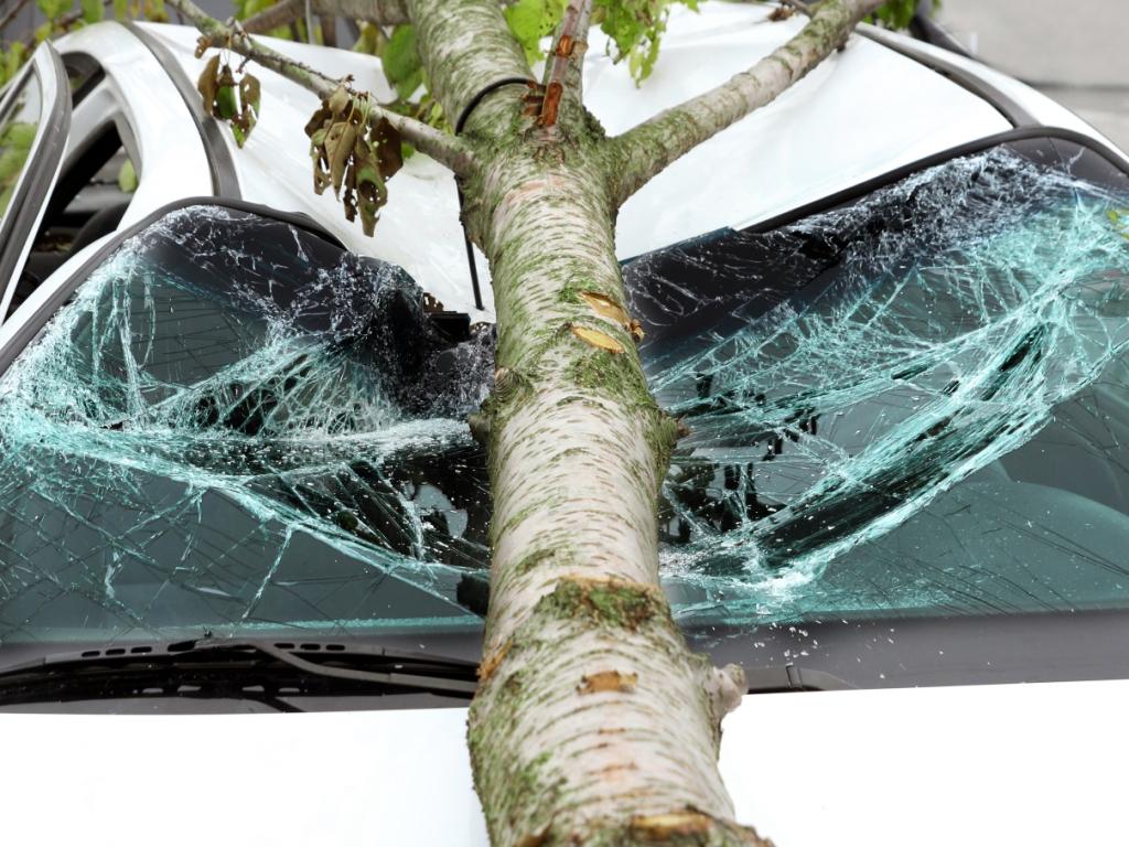 Дърво е паднало върху лек автомобил на пътя от Банско