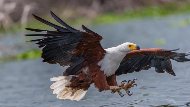  Кой знак сте съгласно зодиака на индианците 
