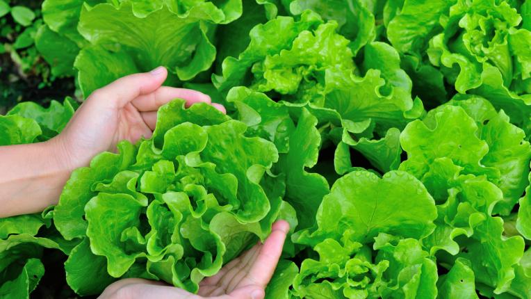 Как да почистваме правилно зеленолистните зеленчуци