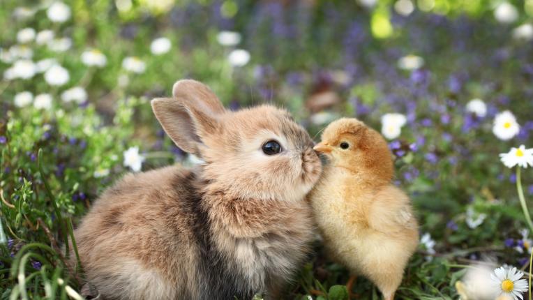  Гадание по картинки: какво ви чака през май 