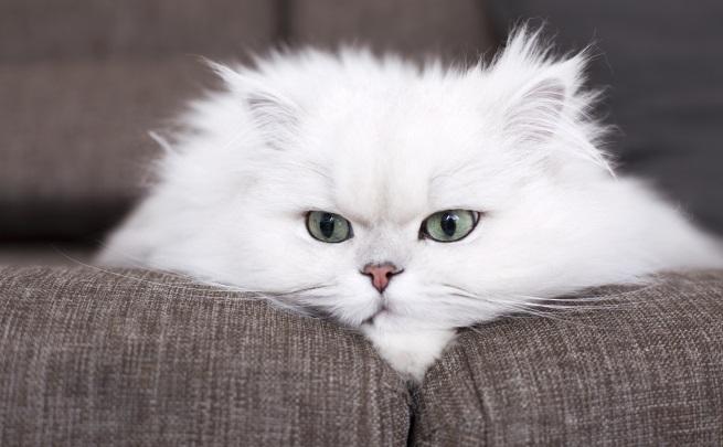 Персийска котка